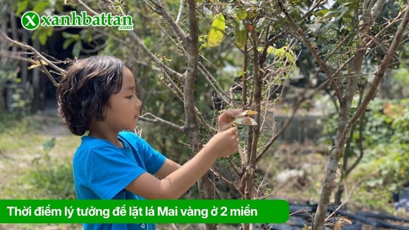 Thời điểm lý tưởng để lặt lá Mai vàng ở 2 miền