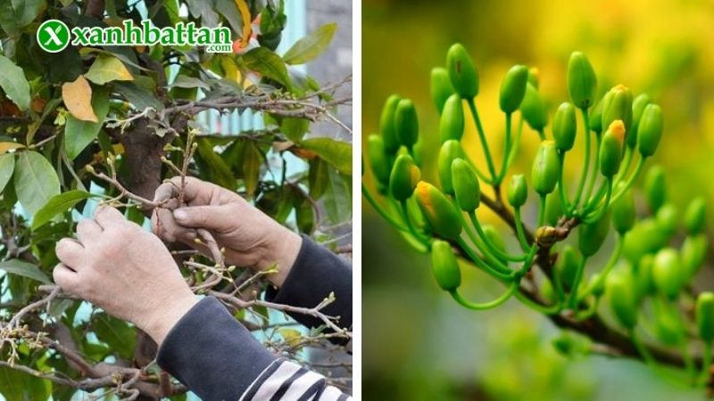 Kích thích Mai vàng nở sớm