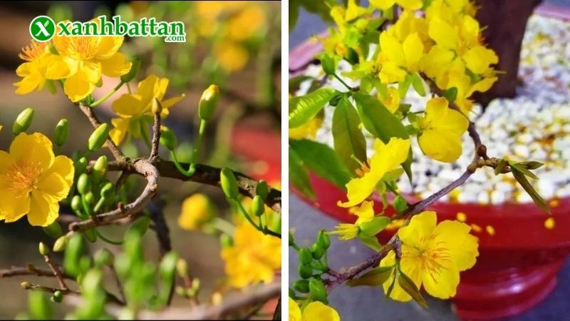 Kiềm hãm Mai vàng nở quá sớm trước Tết
