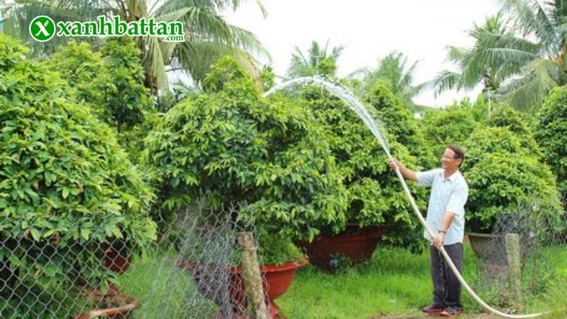 Lưu ý về cách chăm sóc Mai vàng nở đúng dịp Tết