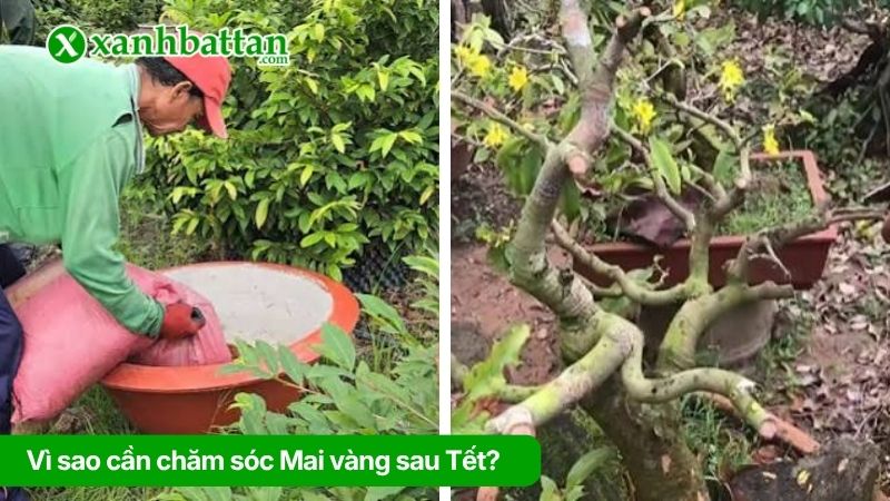 Tại sao biết cách cần phải chăm sóc Mai vàng sau Tết?