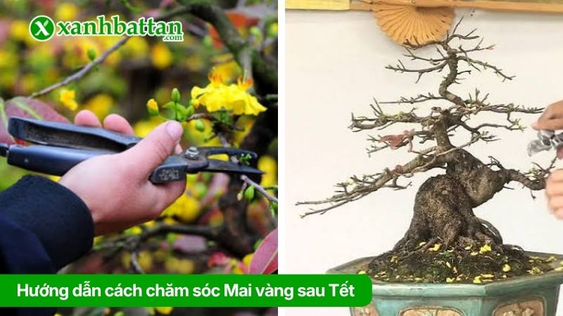 Bước 1: Tỉa cành và cắt bỏ hoa Mai sau Tết