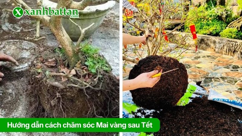 Bước 3: Thay đất và kích thích bộ rễ Mai vàng