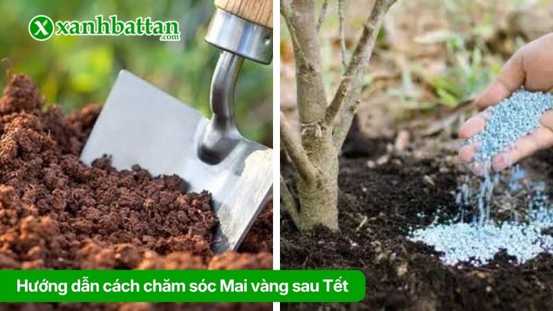 Bước 5: Bón phân và chăm sóc Mai theo từng giai đoạn