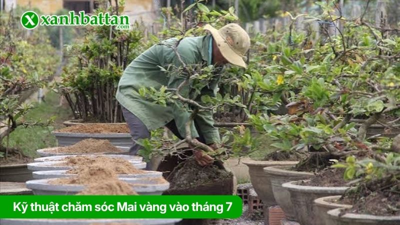 Kỹ thuật chăm sóc Mai vàng vào tháng 7