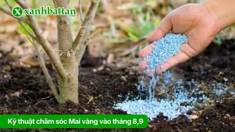 Kỹ thuật chăm sóc Mai vàng vào tháng 8, 9