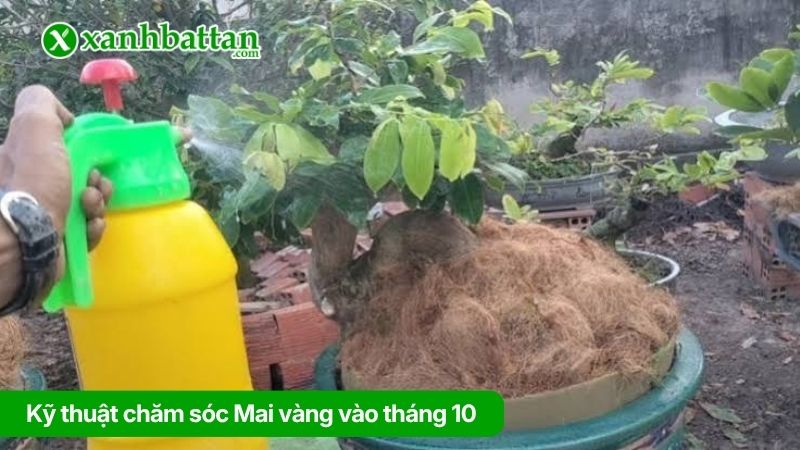 Kỹ thuật chăm sóc Mai vàng vào tháng 10
