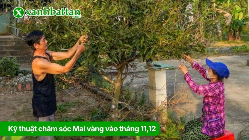 Kỹ thuật chăm sóc Mai vàng vào tháng 11, 12