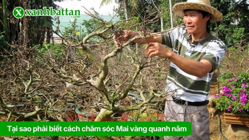 Tại sao phải biết cách chăm sóc Mai vàng quanh năm