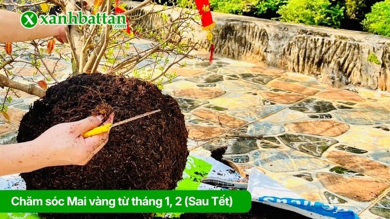Chăm sóc Mai vàng từ tháng 1, 2 (Sau Tết)