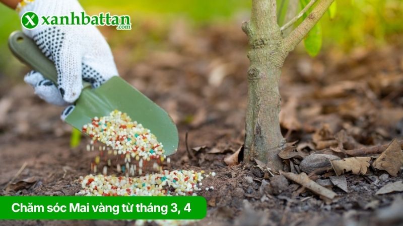Chăm sóc Mai vàng từ tháng 3, 4