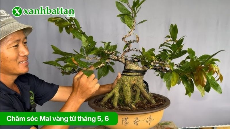 Chăm sóc Mai vàng từ tháng 5, 6