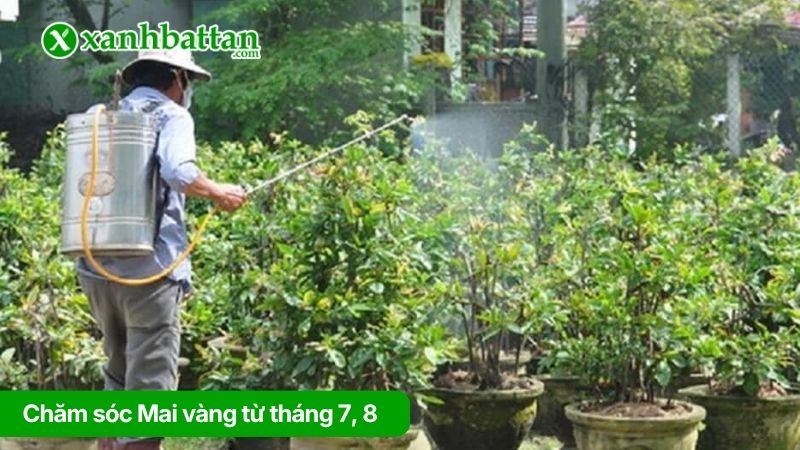 Chăm sóc Mai vàng từ tháng 7, 8