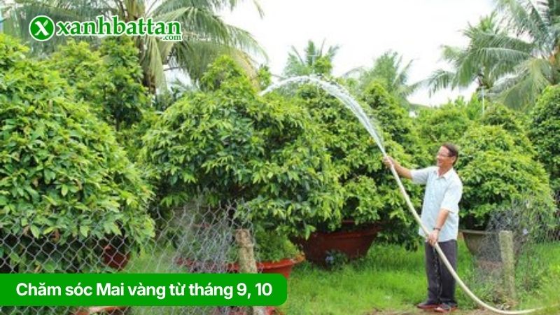 Chăm sóc Mai vàng từ tháng 9, 10