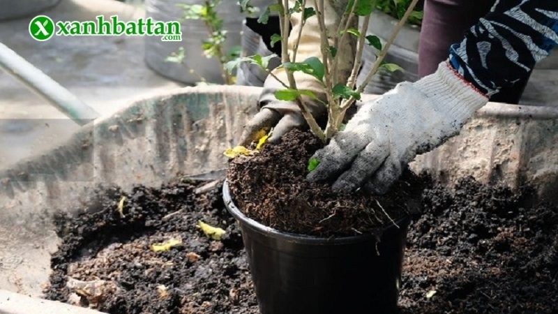 Tại sao phải thay chậu trồng hoa Hồng khi mới mua về?