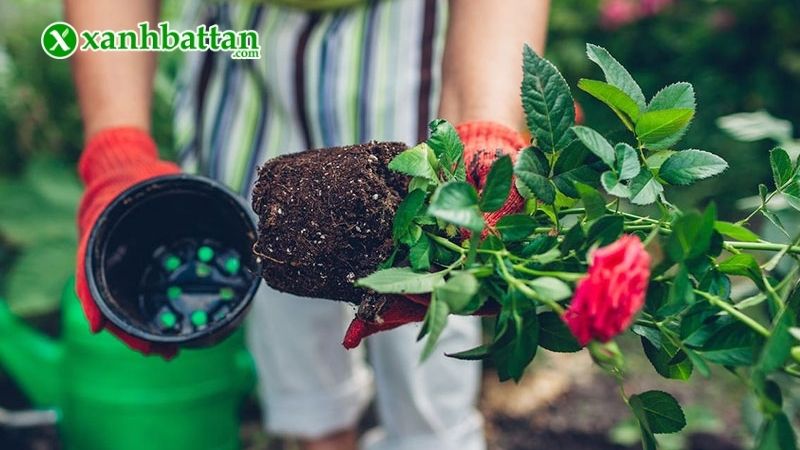 Cách chăm sóc hoa Hồng mới trồng (mới mua về) đúng cách và an toàn