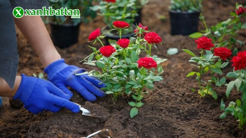 Cách chăm sóc hoa Hồng mới trồng (mới mua về) đúng cách và an toàn