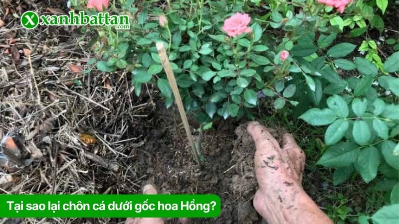 Tại sao lại chôn cá dưới gốc hoa Hồng?