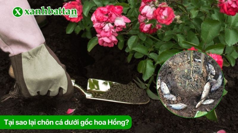 Cách chôn cá dưới gốc hoa Hồng đúng kỹ thuật