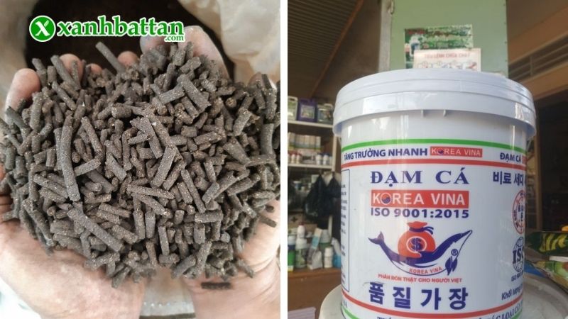 Lưu ý khi chôn cá dưới gốc hoa Hồng