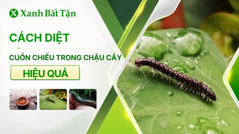 Cách diệt cuốn chiếu trong chậu cây và nhà cửa nhanh nhất
