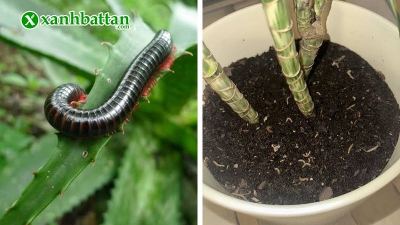 Tác hại của cuốn chiếu đối với cây trồng?