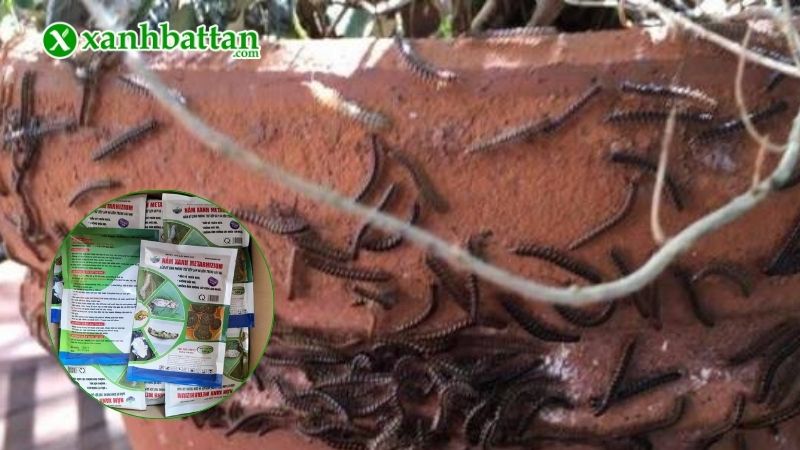 Cách diệt cuốn chiếu bỏ vào nhà từ chậu cây