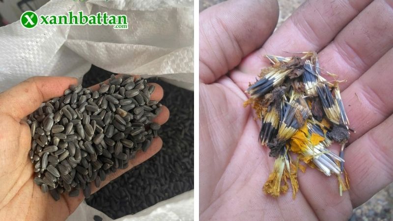 Cách chọn hạt giống Vạn thọ chất lượng?