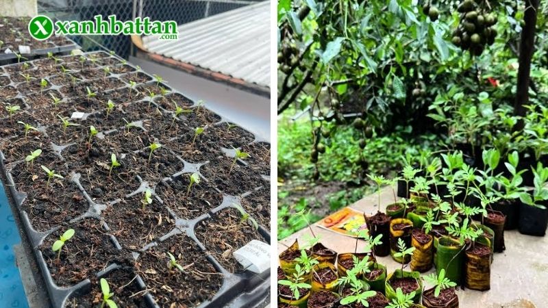 Cách gieo hạt giống Vạn thọ ra hoa đúng Tết