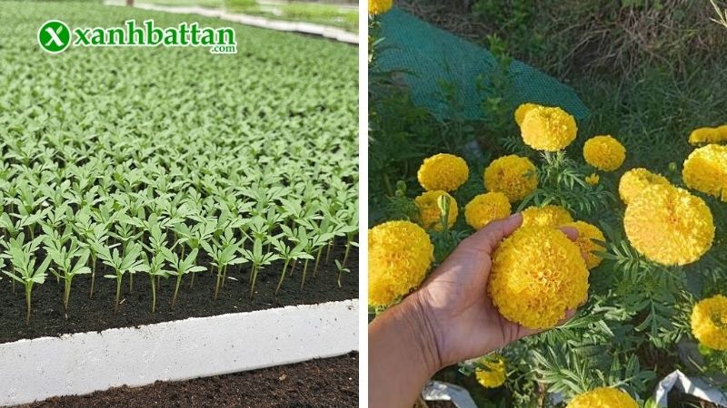 Cách chăm sóc Vạn thọ ra hoa đúng Tết