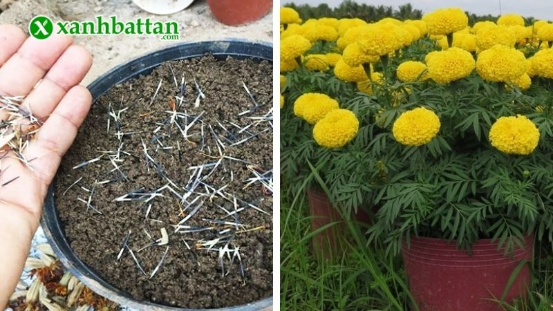 Cách chăm sóc Vạn thọ ra hoa đúng Tết