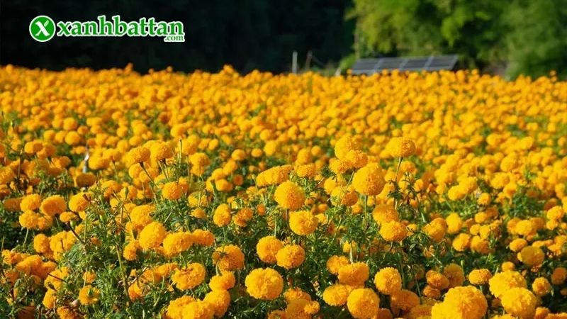 Lưu ý giúp Vạn thọ đẹp và lâu tàn