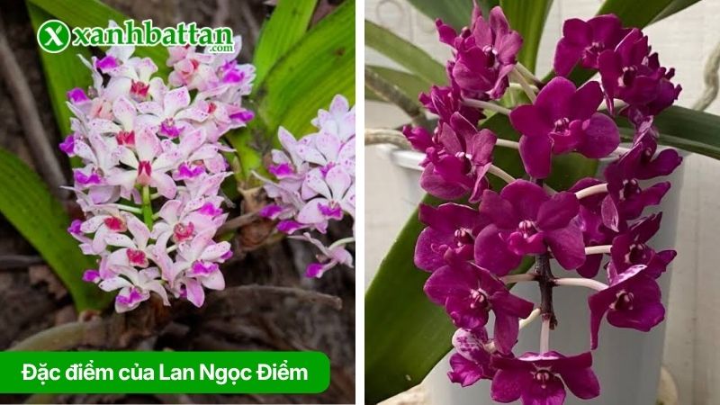 Tìm hiểu về đặc điểm hoa Lan Ngọc Điểm