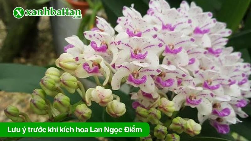 Phân loại Lan Ngọc Điểm phổ biến hiện nay
