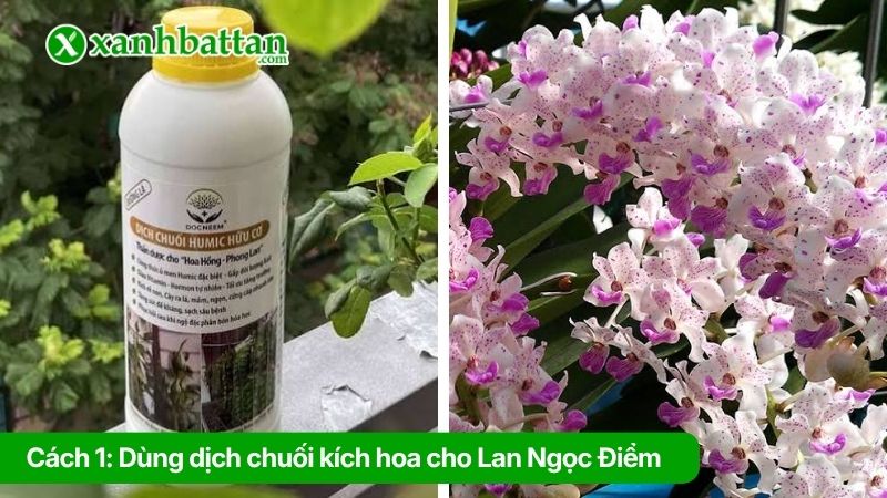 Cách 1: Dùng dịch chuối kích hoa cho Lan Ngọc Điểm