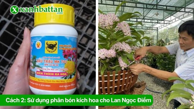 Cách 2: Sử dụng phân bón kích hoa cho Lan Ngọc Điểm