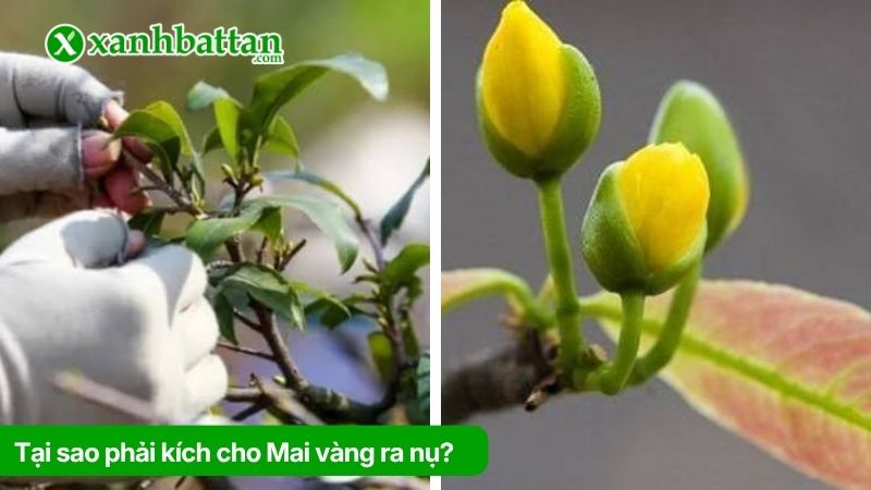 Tại sao phải kích cho Mai vàng ra nụ?