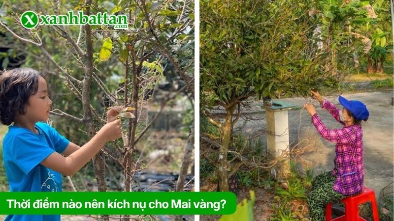 Thời điểm nào nên kích nụ cho Mai vàng?