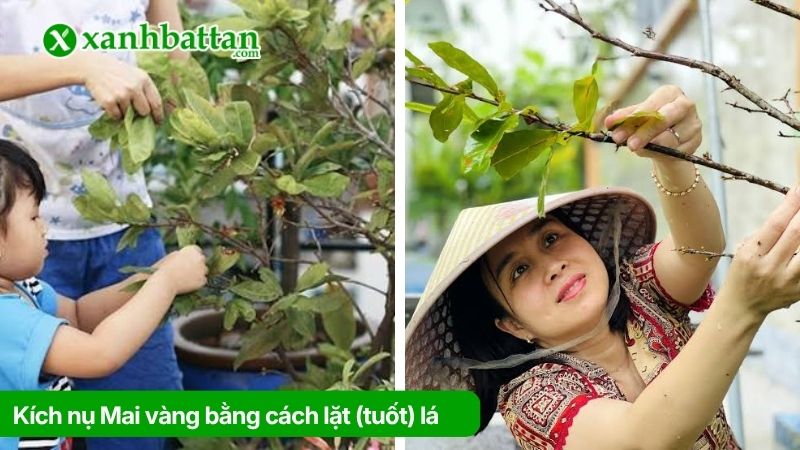 Cách 1: Kích nụ Mai vàng bằng cách lặt (tuốt) lá