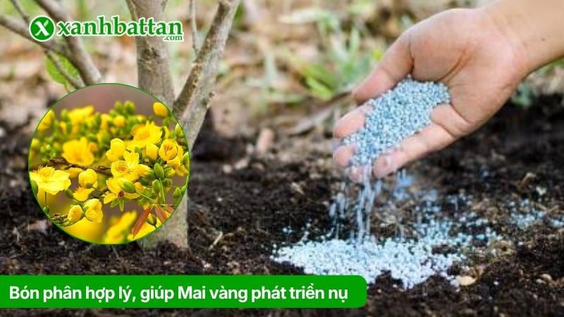 Cách 2: Bón phân hợp lý, giúp Mai vàng phát triển nụ