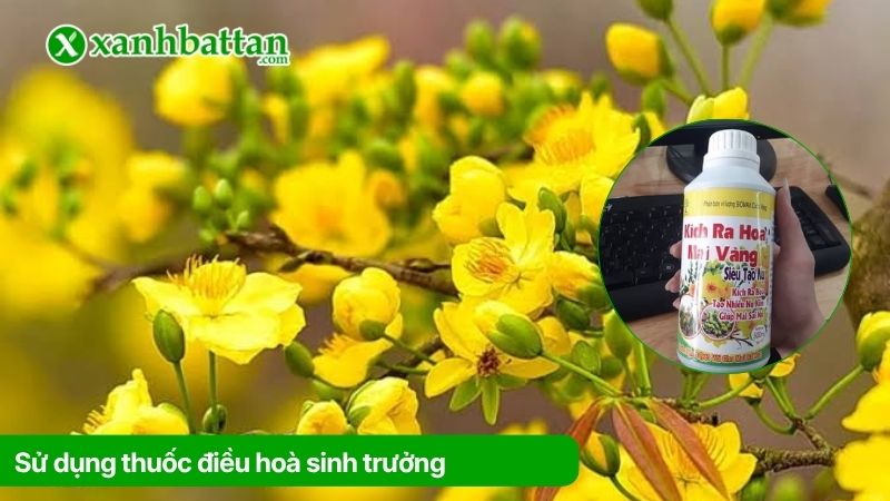 Cách 3: Sử dụng thuốc điều hoà sinh trưởng để kích nụ Mai