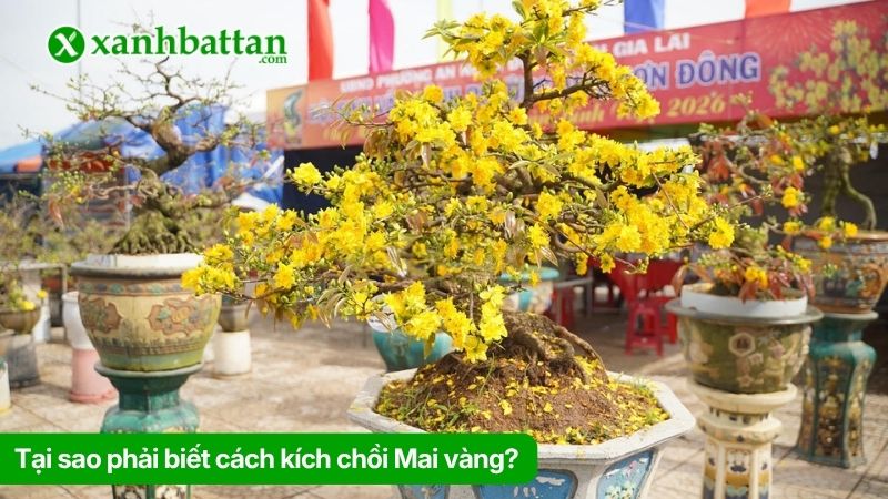 Tại sao phải biết cách kích chồi Mai vàng?