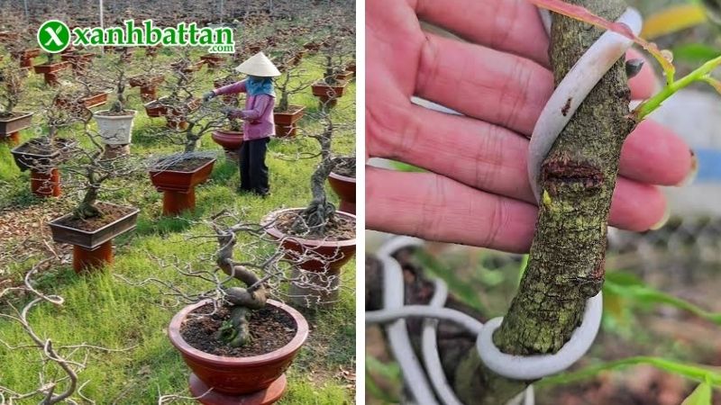 Thời điểm lý tưởng kích chồi Mai vàng