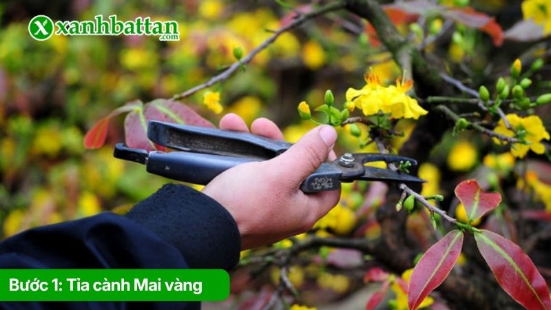 Bước 1: Tỉa cành Mai vàng
