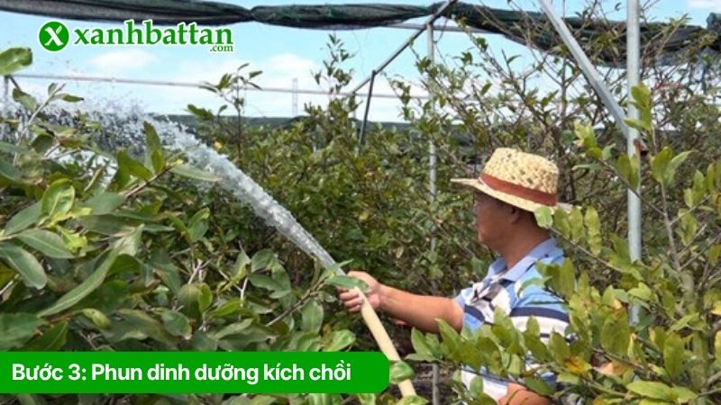 Bước 3: Phun dinh dưỡng kích chồi