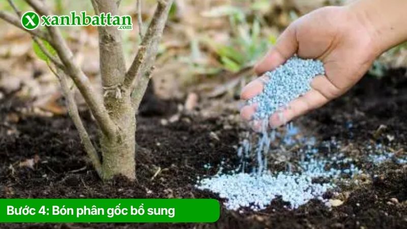 Bước 4: Bón phân gốc bổ sung