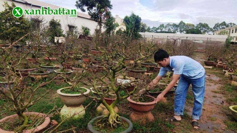 Lưu ý cách kích chồi Mai vàng