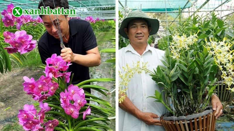 Tìm hiểu đặc điểm của giống Lan Dendro
