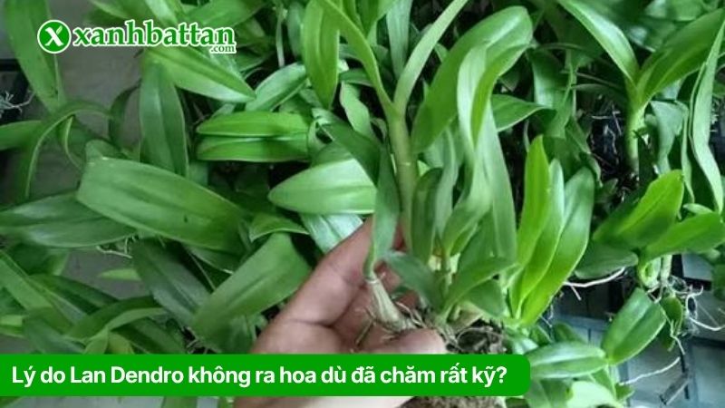 Lý do Lan Dendro không ra hoa dù đã chăm rất kỹ?
