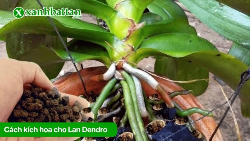 Cách kích hoa cho Lan Dendro đúng kỹ thuật